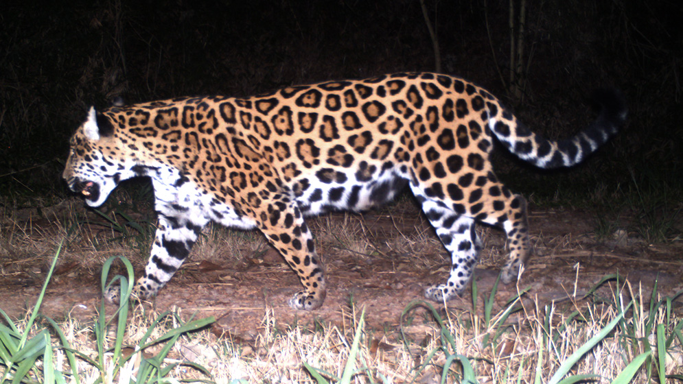 Jaguares y leopardos